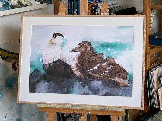 Ederfugle // Eider ducks