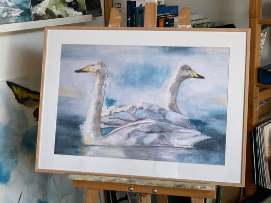 Sangsvaner // Whoopers swans