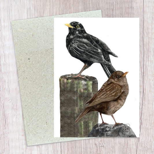 Black birds // Solsorte par