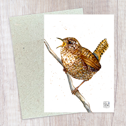 Gærdesmutte // Wren