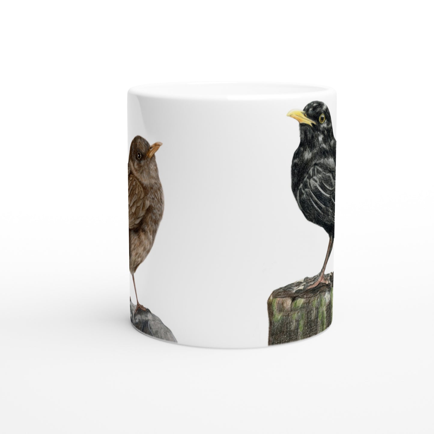 Solsort // Blackbird
