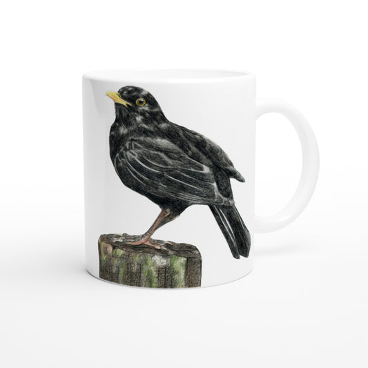 Solsort // Blackbird