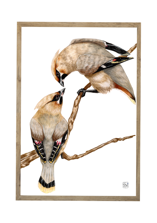 Silkehaler // Bohemian waxwings