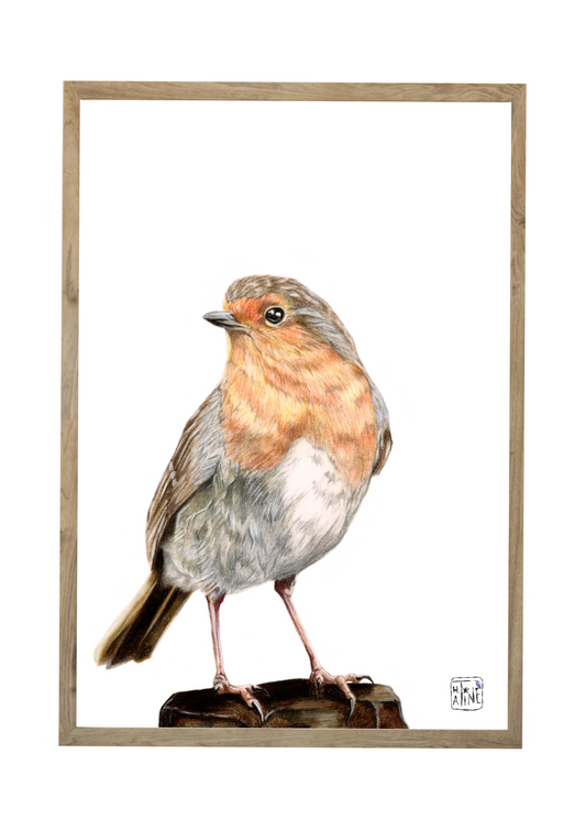 Rødhals // Red robin