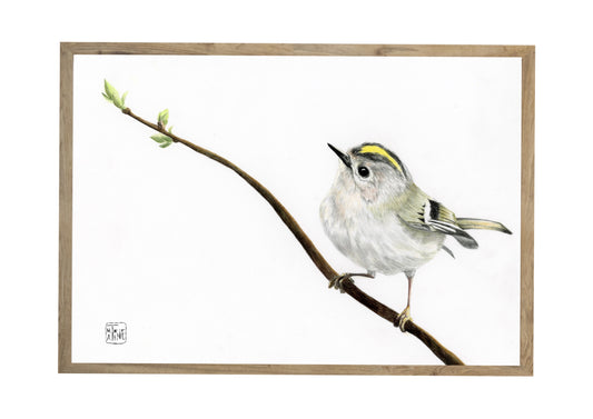 Fuglekonge // Goldcrest