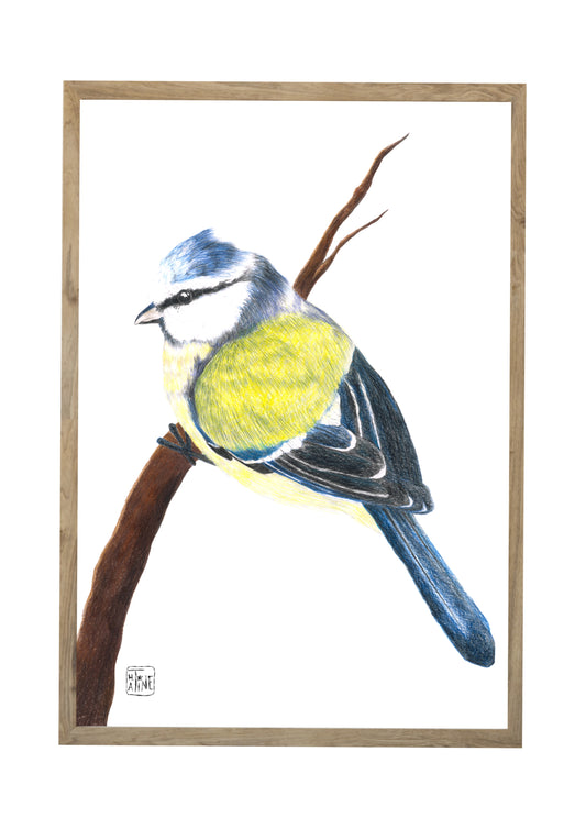 Blåmejse // Blue tit