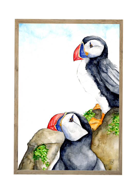 Søpapegøjer // Puffins 01