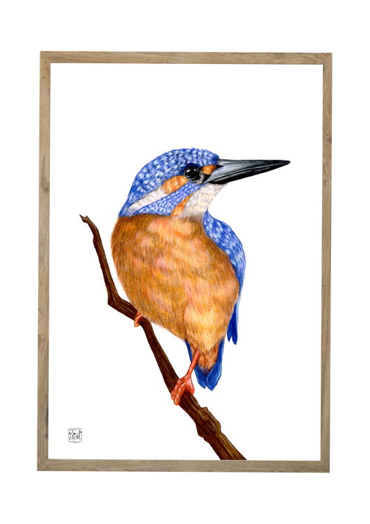 Isfugl // Kingfisher 01