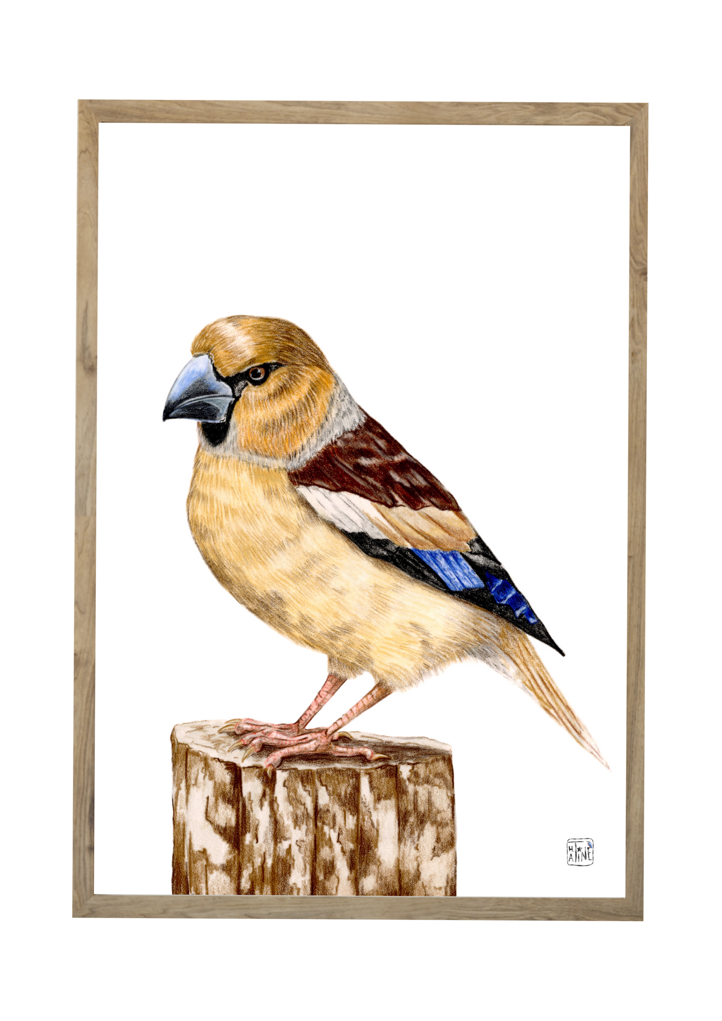 Kernebider // Hawfinch