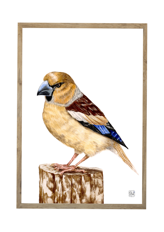 Kernebider // Hawfinch