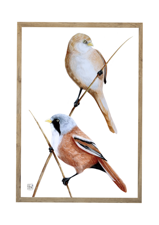 Skægmejser // Bearded reedlings