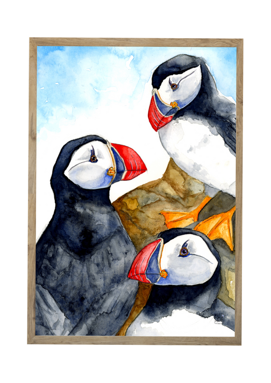 Søpapegøjer // Puffins 02