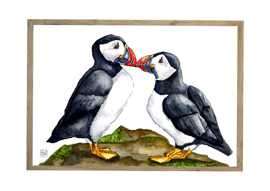 Søpapegøjer // Puffins 03