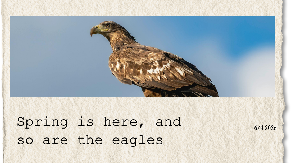 Spring is here, and so are the eagles