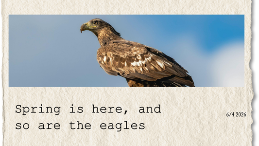 Spring is here, and so are the eagles