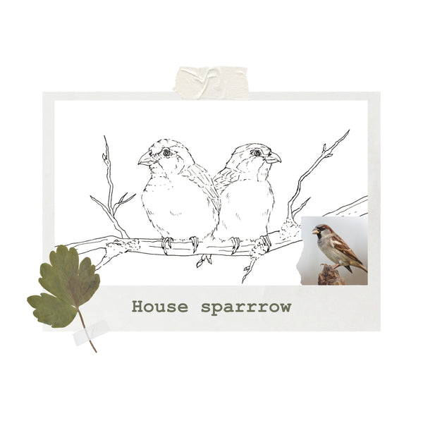 House sparrow