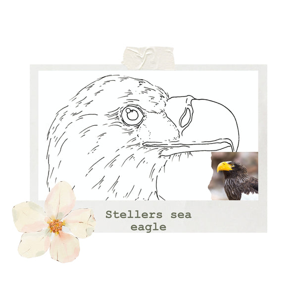 Stellers sea eagle