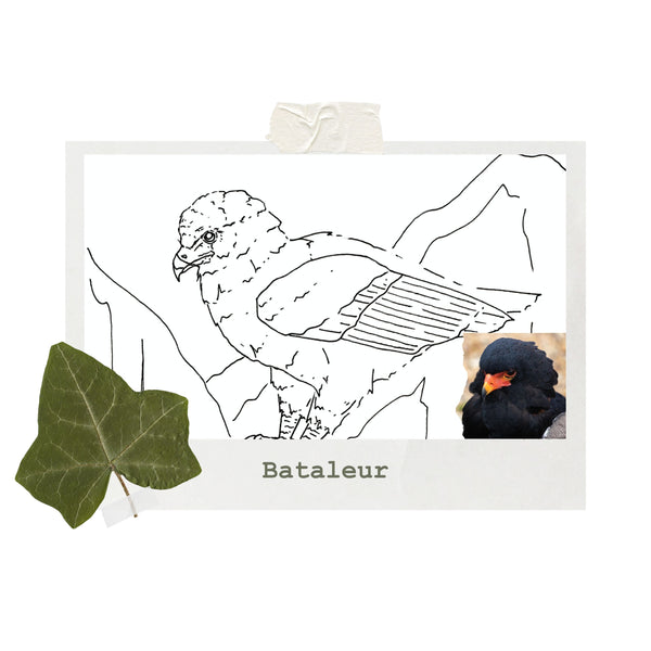 Bataleur