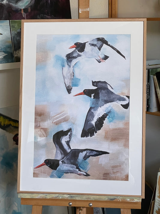 Strandskader  // Oystercatchers