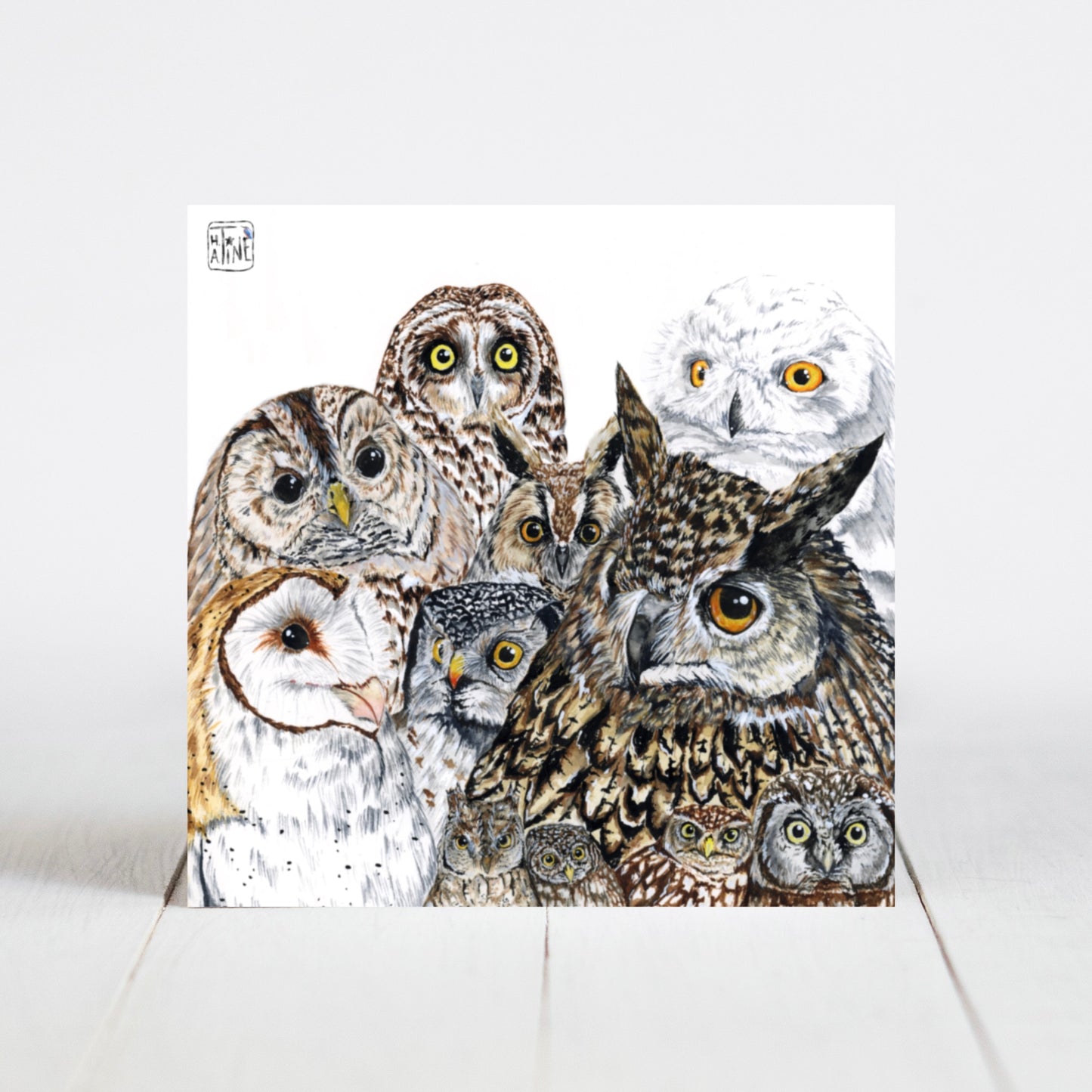 Danske ugler // Owls of Denmark