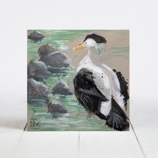 Edderfugl // Common eider