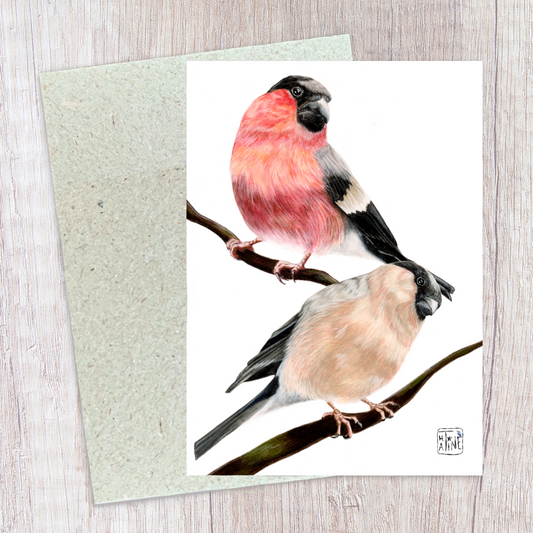 Dompap par // Eurasian Bullfinches