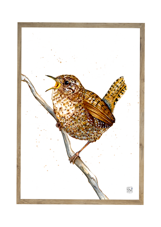 Gærdesmutte // Wren