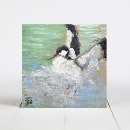 Klyde // Pied avocet