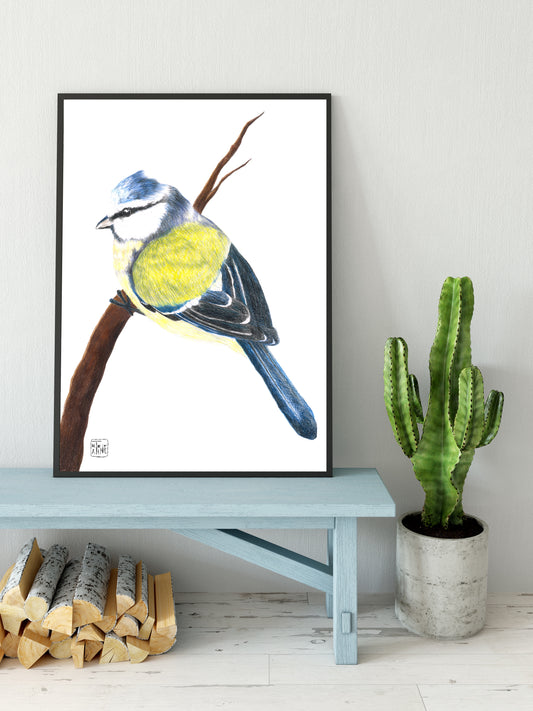 Blåmejse // Blue tit