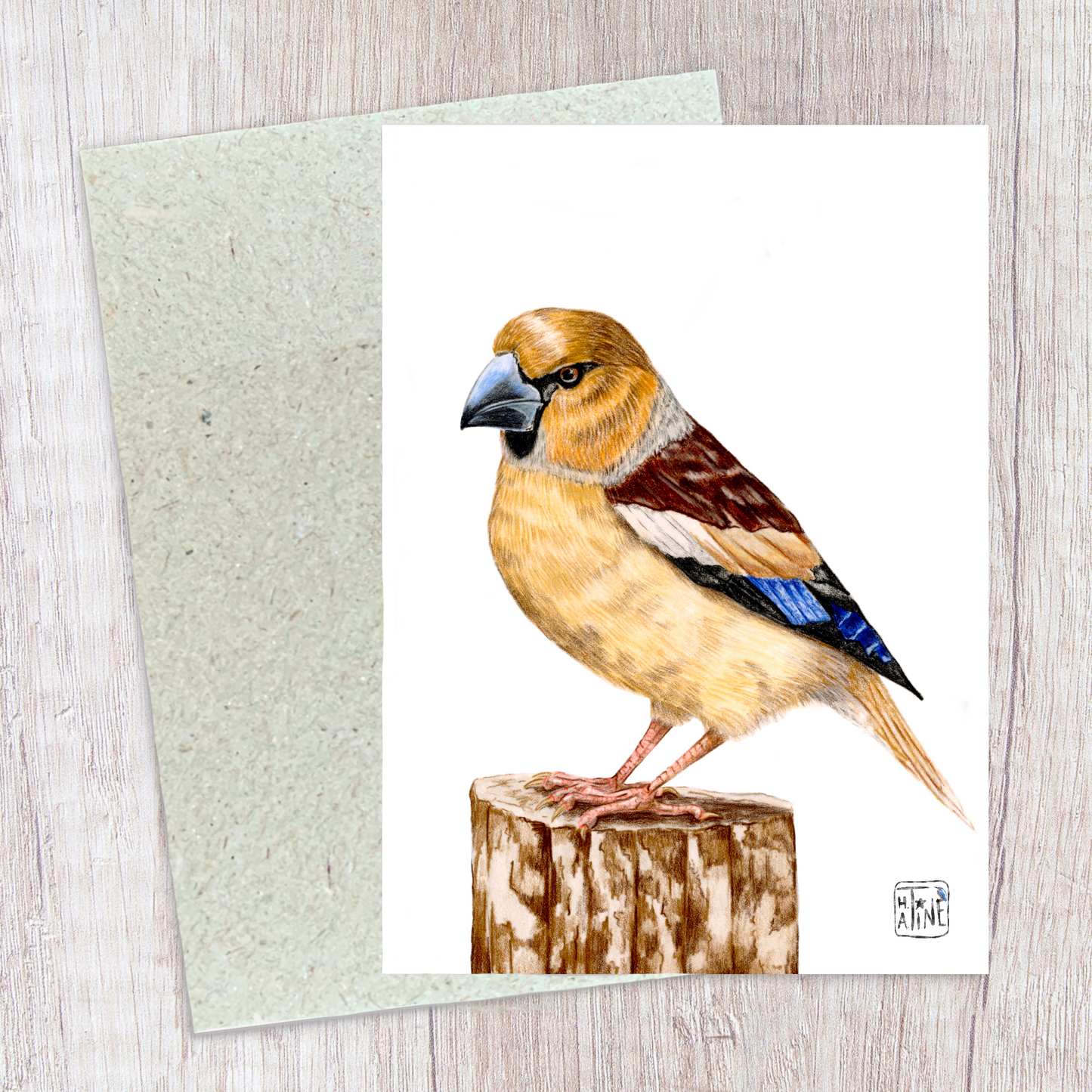 Kernebider // Hawfinch