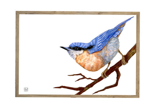 Spætmejse // Nuthatch